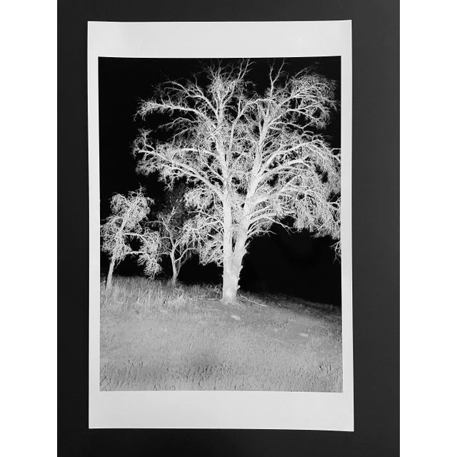 2000 - 2009 "X-Ray Tree 3" Contemporary Black and White Photograph Print by Gleb Derujinsky For Sale - Image 5 of 5