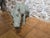 Gold Italian Bronze Warthog Sculptures with Green Patina, 1950s, Set of 2 For Sale - Image 8 of 10