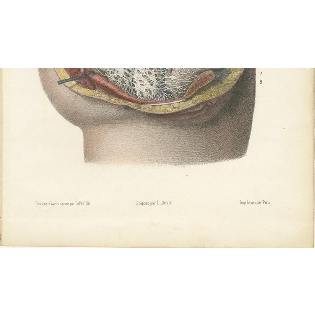 19th Century Hirschfeld and Leveille, Nerves of the Male Pelvic Viscera, 1866, Paper For Sale - Image 5 of 8