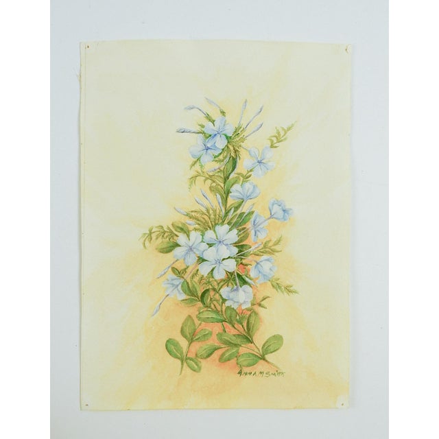 Small mid 20th century watercolor on paper botanical study of blue plumbago flowers. Signed Anna Smith lower right corner....