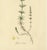 Curtis, Botany Illustration of Gallium Verum, 1817, Print For Sale - Image 4 of 5