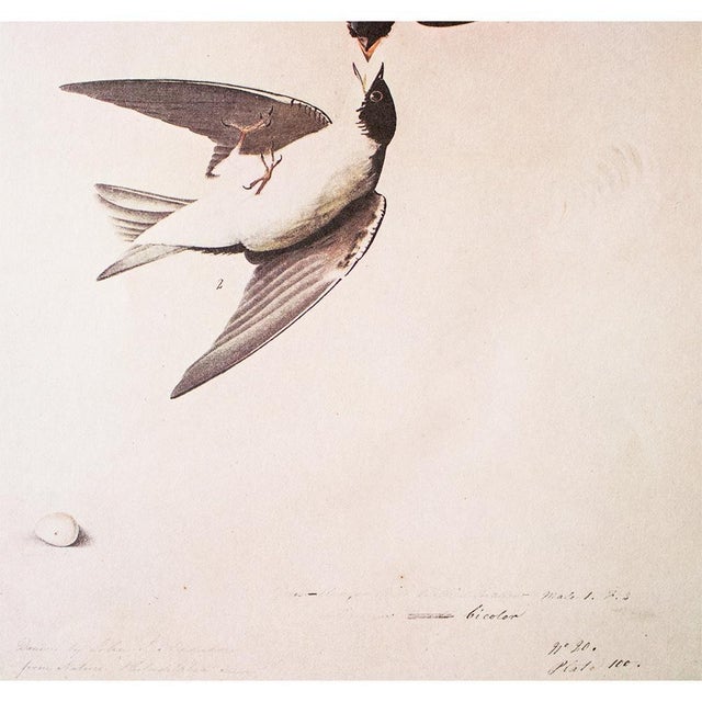 John James Audubon 1966 Vintage Cottage Print "White-Bellied Swallow" After John James Audubon For Sale - Image 4 of 8