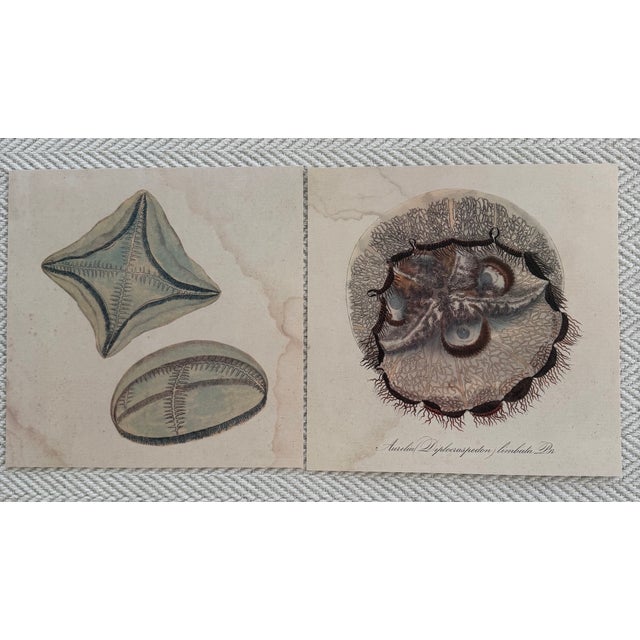 1970s Natural Curiosities Collector's Album of 14 Artistic Prints For Sale - Image 17 of 17