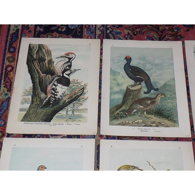 This set of twelve (12) authentic 19th century antique chromolithographs (stone lithographs where each color is laid in...