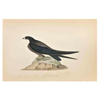 Alexander Francis Lydon, Spine-Tailed Swallow, Woodcut Print, 1870 For Sale