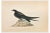 Alexander Francis Lydon, Spine-Tailed Swallow, Woodcut Print, 1870 For Sale