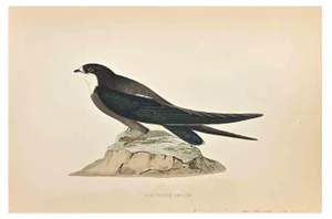 Alexander Francis Lydon, Spine-Tailed Swallow, Woodcut Print, 1870