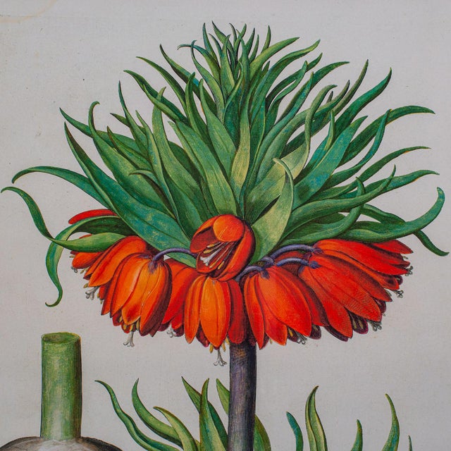 Pair of Vintage Botanical Pictures, Framed Print, After Besler, Art, Circa 1980 For Sale - Image 9 of 12