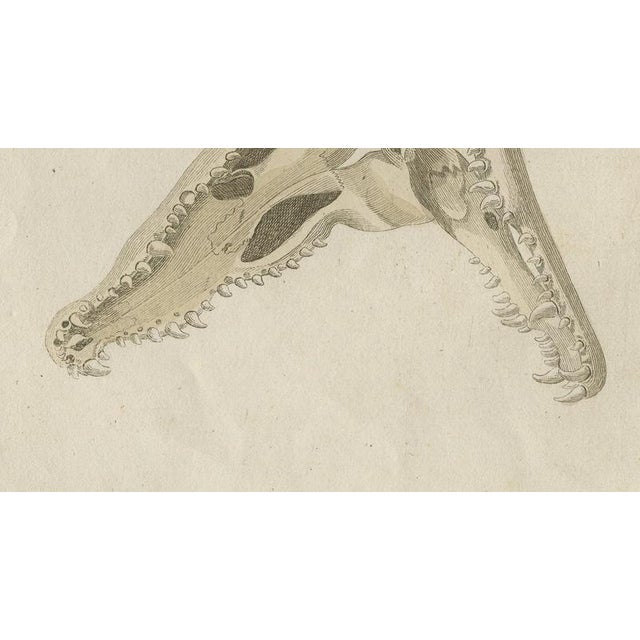 19th Century Bertuch, Crocodile with a Study of Its Skull, 1809, Print For Sale - Image 5 of 12