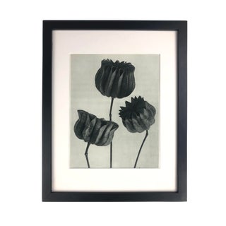 Framed Antique Photogravure Blossfeldt Botanical Print - No. 103 For Sale