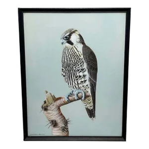 Vintage Original British Gouache Watercolor Peregrine Falcon by David Johnston