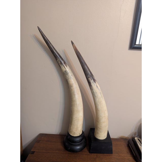 Black Vintage Mounted Longhorns W/ Wooden Mounts For Sale - Image 8 of 10