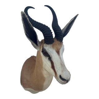 African Springbok Antelope Shoulder Mount Taxidermy South Africa For Sale