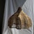1980s Rattan Tulip Pendant Light, 1980s For Sale - Image 5 of 10