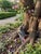 Vintage-Style Cast Garden Rabbit Statue For Sale In West Palm - Image 6 of 10