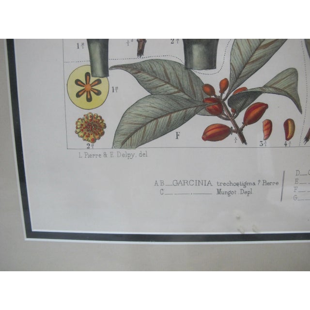 Antique L Pierre & E Delpy Hand Colored Framed Botanical Print Plate 89 For Sale - Image 4 of 9