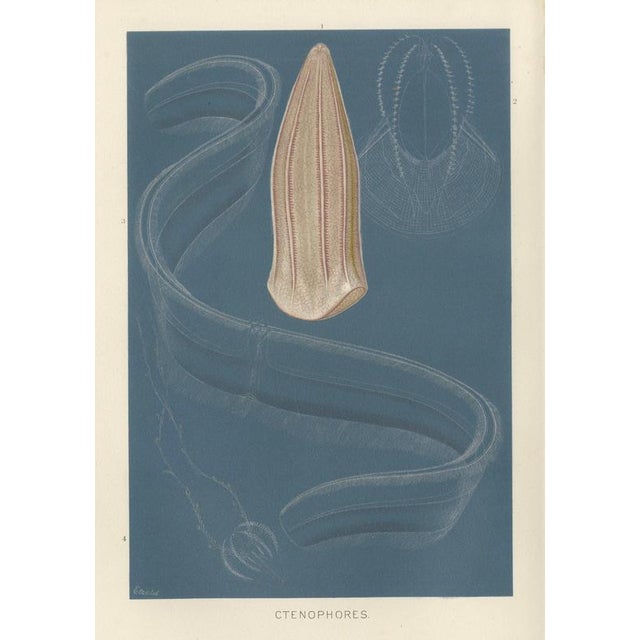 Richard Lydekker, Ctenophores (Comb Jellies) Marine Invertebrates, 1896, Color Process Print For Sale - Image 9 of 9