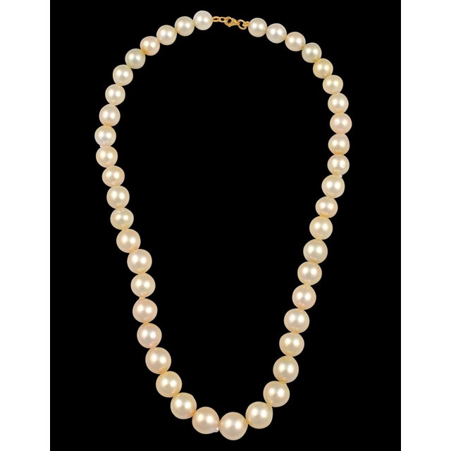Metal Graduating Cream Color South Sea Pearls Necklace 14 Karat Yellow Gold Clasp For Sale - Image 7 of 18