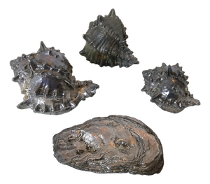 Silver-Plated Shells by Federico Buccellati, Italy, 1940s, Set of 4