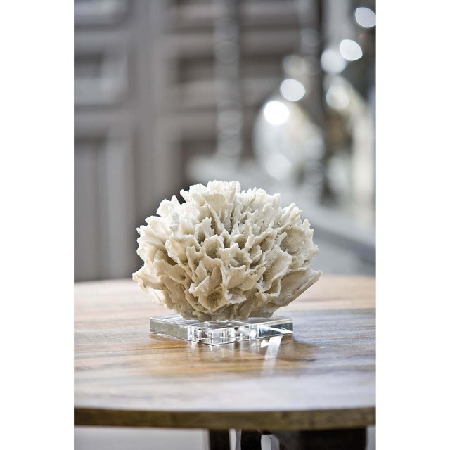A resin replica of ribbon coral is placed on an acrylic base for a sophisticated, nature-inspired accent. Add this to a...