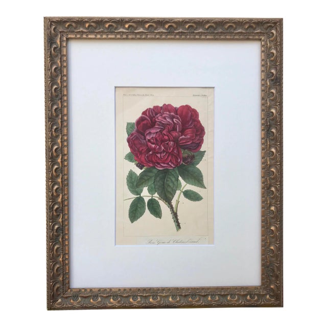 Antique French Botanical Print of a Rose For Sale