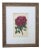Antique French Botanical Print of a Rose For Sale