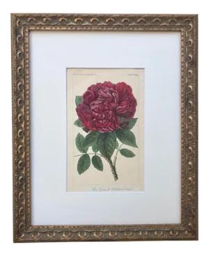 Antique French Botanical Print of a Rose