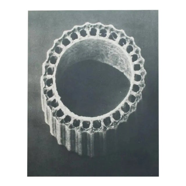 1935 Karl Blossfeldt Two-Sided Photogravure N 5-6 For Sale