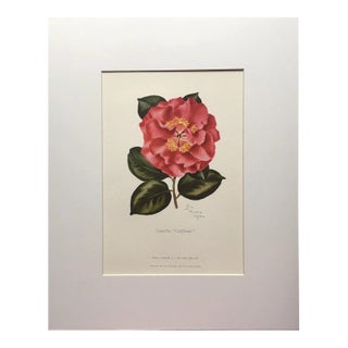 Vintage Lila Moore Keen "Camellia California" Print in 14x18 Mat For Sale