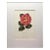 Vintage Lila Moore Keen "Camellia California" Print in 14x18 Mat For Sale