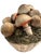 Vintage Italian Tromp l'Oeil Hand-Painted Woven Ceramic Basket of Mushrooms For Sale - Image 14 of 17