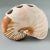 Mediterranean Vintage Coastal Decor Nautilus Shell Sculptural Ceramic Bud Vase For Sale - Image 3 of 6