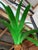 2020s Monumental Custom Metal Tole Palm Tree Architectural Installations – Pair For Sale - Image 5 of 12
