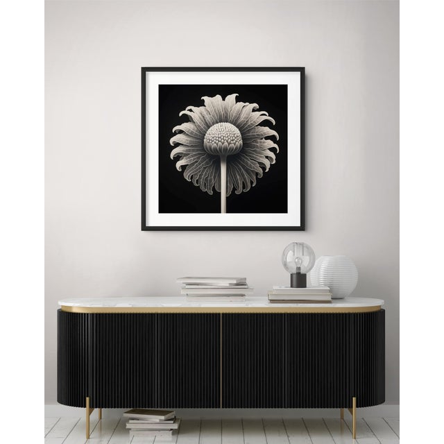 A striking black-and-white botanical print featuring Cotula Turbinata, meticulously restored and remastered from an...