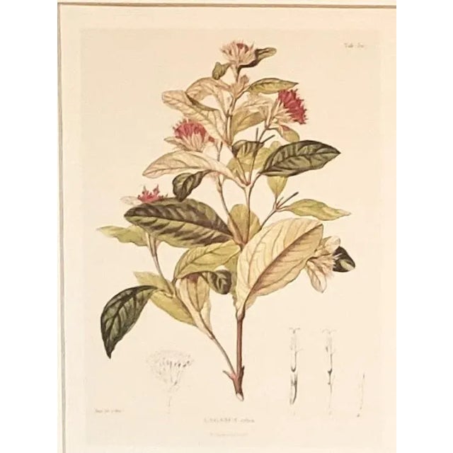 This is a set of 3 matted antique hand colored botanicals that date to mid-1800s. They are numbered botanical lithograph...