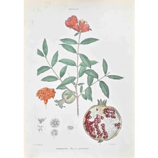 Vincenzo Tenore, The Myrtaceae, Lithograph, 1870s For Sale