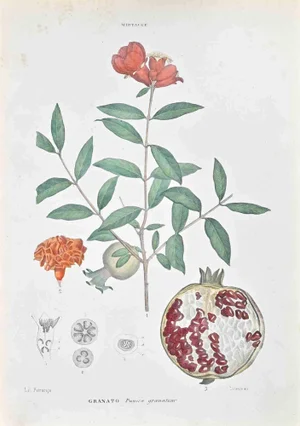 Vincenzo Tenore, The Myrtaceae, Lithograph, 1870s