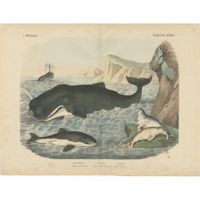 Carl Friedrich August, Sperm Whale with Porpoise and Seals, Kolb Mammals, 1890, Print For Sale - Image 3 of 12