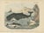 Carl Friedrich August, Sperm Whale with Porpoise and Seals, Kolb Mammals, 1890, Print For Sale - Image 3 of 12