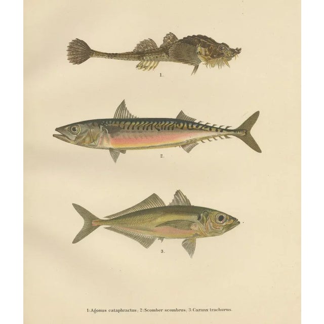 Armored Bullhead, 1895, Paper For Sale - Image 6 of 10