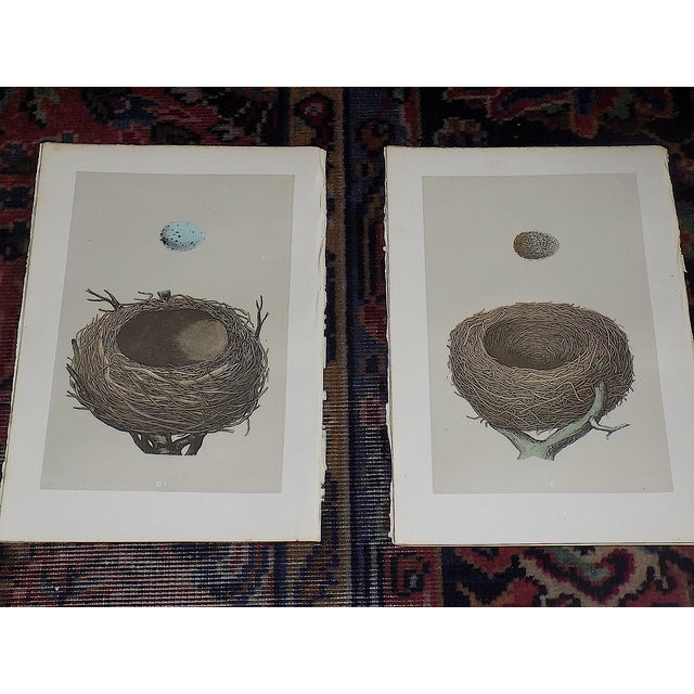 Realism Authentic Antique 19th Century Hand Colored Bird Nest & Egg Lithographs - Set of 12 For Sale - Image 3 of 13