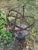 A garden armillary, made of iron resting on a square base, probably dating from the 60's. Obviously, with the rusty...