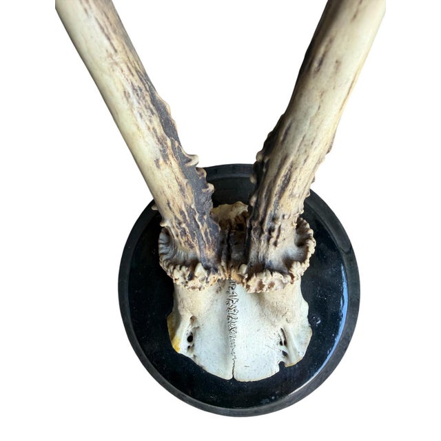 Cabin Roe Deer Trophy 202 Black Forest Antlers Mount For Sale - Image 3 of 5