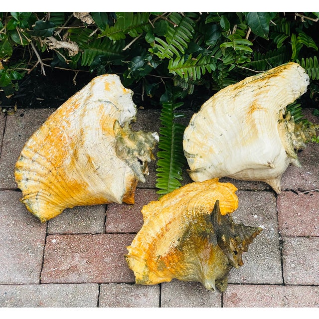Fabulous original antique patina large Bahamas conch shells as garden decor. Great character sea shells.