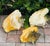 Fabulous original antique patina large Bahamas conch shells as garden decor. Great character sea shells.