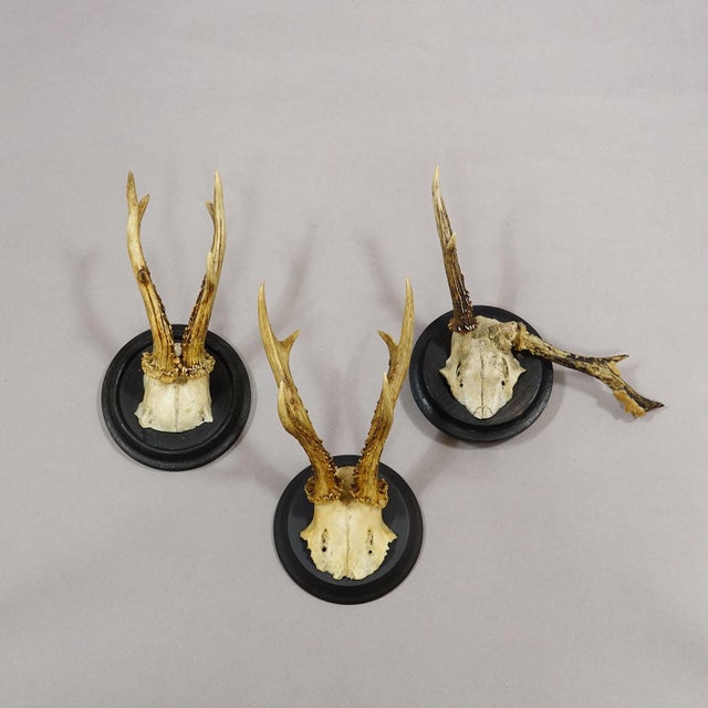 Set of Six Roe Deer Trophies on Turned Plaques Germany ca. 1910s An antique set of six antique Black Forest roe deer...