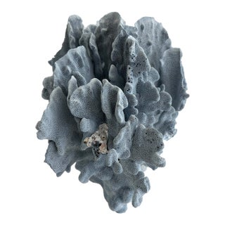 Stately Natural Blue Coral Specimen Coastal Decor For Sale