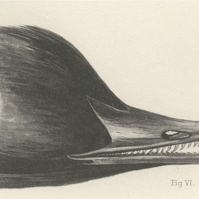 Lilian Marguerite Medland, Bills of the Sawbills and Sea Ducks, 1909, Print For Sale - Image 4 of 9