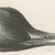 Lilian Marguerite Medland, Bills of the Sawbills and Sea Ducks, 1909, Print For Sale - Image 4 of 9