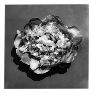 Peony in Water - Black and White Floral Photography, Limited Edition of 20. 2023